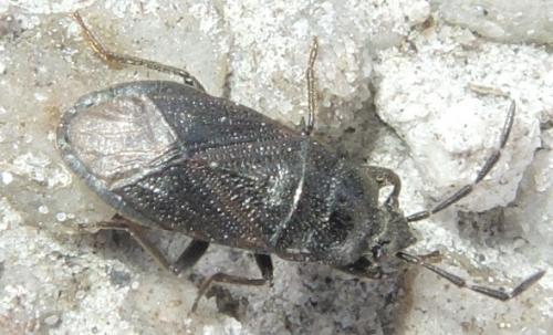 Megalonotus dilatatus